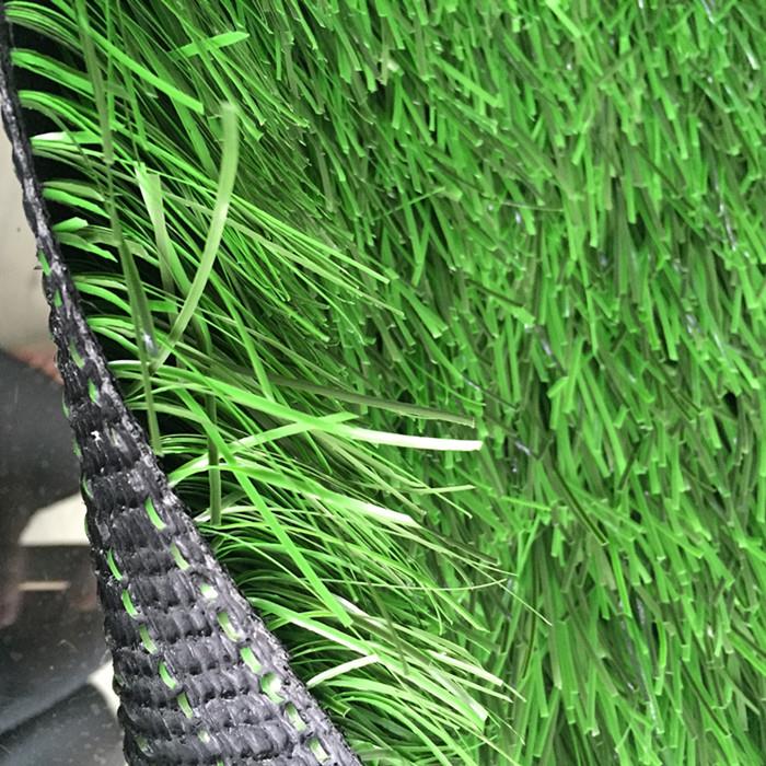 Sports Field Grass