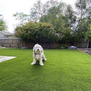 Rumput Buatan Untuk Kucing Dan Anjing Haiwan